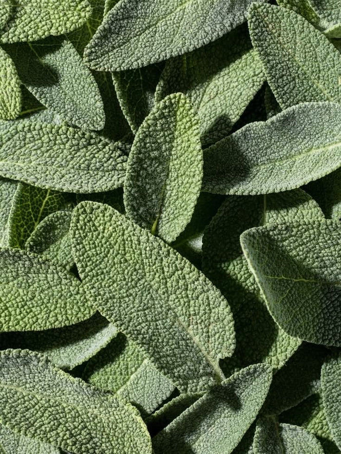 Sage